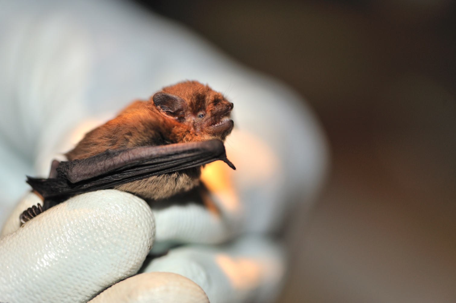Bat roosts on development sites – what to do