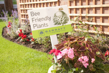 Builder’s boost for bees at Hertfordshire developments