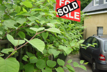 Views shift on Japanese Knotweed