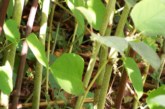 PCA launches Japanese knotweed training