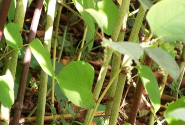 PCA launches Japanese knotweed training