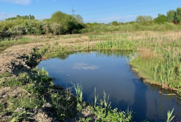 Scheme set to protect crested newts in South Yorkshire