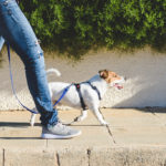 Mulberry Homes launches competition for ‘Walk your Dog Month’