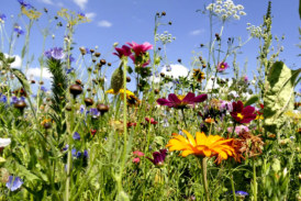 Key considerations for small site developers to meet BNG requirements