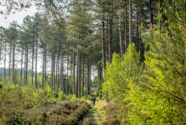 Pennyfarthing unlocks local woodland walks for Alderholt residents