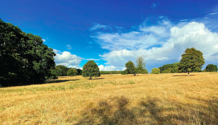 What’s the best approach for restoring ecology?